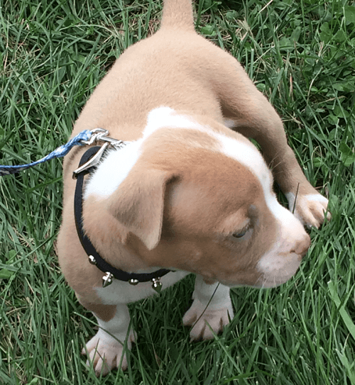 puppy puppy