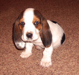 basset puppy