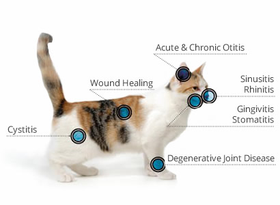 cat condition chart cat condition chart